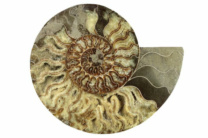 Cut & Polished Ammonite Fossil (Half) - Madagascar #267949